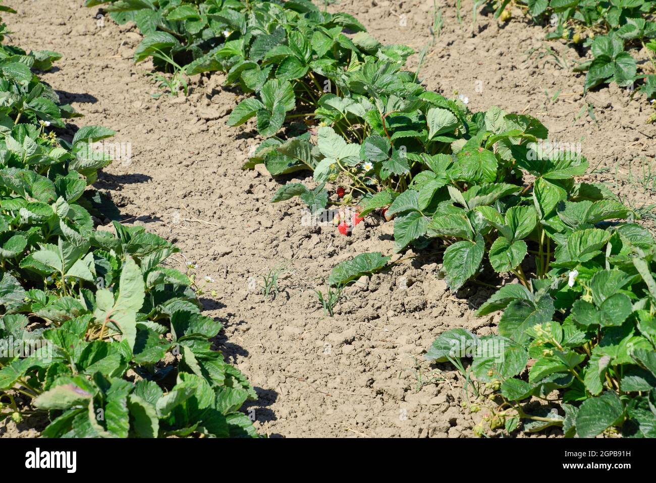 bed of strawberries in the garden. Growing strawberries in rows ...