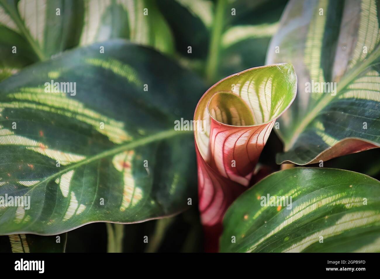 Macro of a new curled leaf sprouting in a calathea. Stock Photo