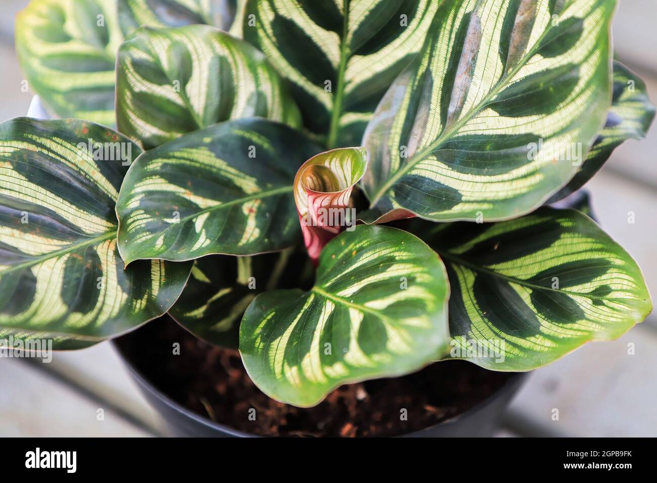 Closeup of a new curled leaf sprouting in a calathea. Stock Photo