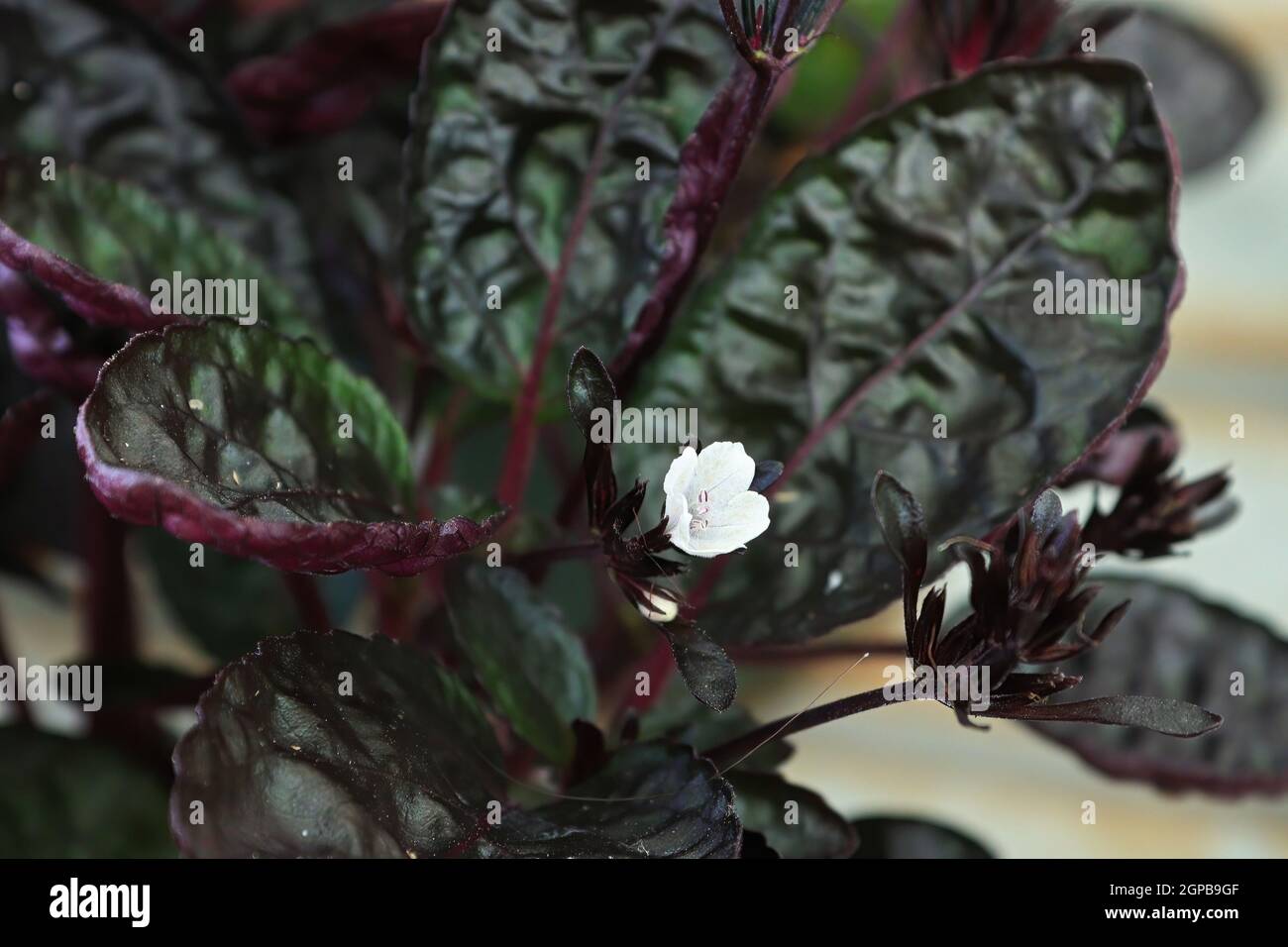 A tiny white flower blooms in a waffle plant. Stock Photo