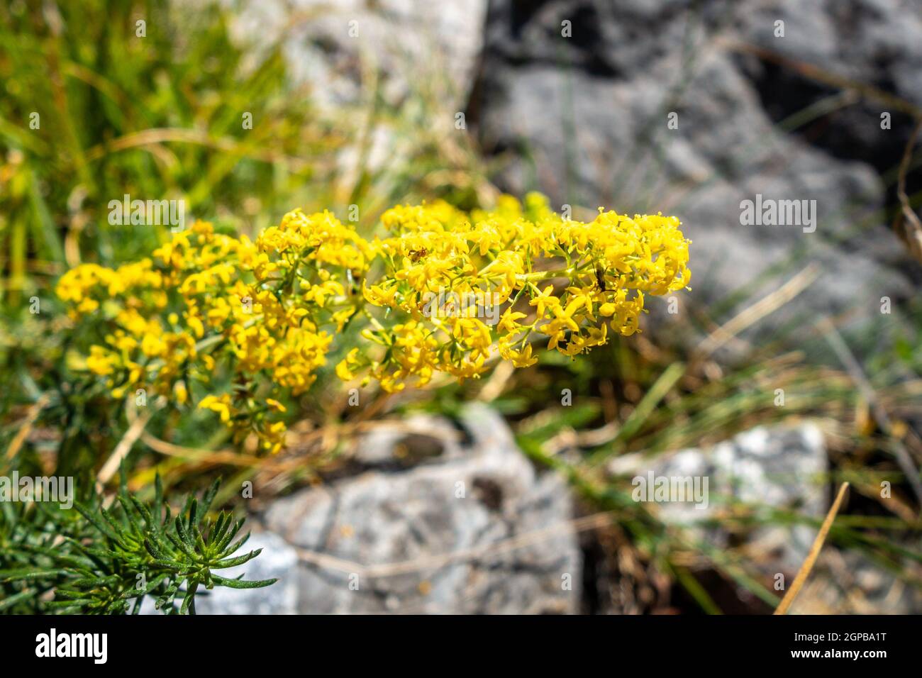 Galium verum wild flowers close up view in Vanoise national Park, France Stock Photo