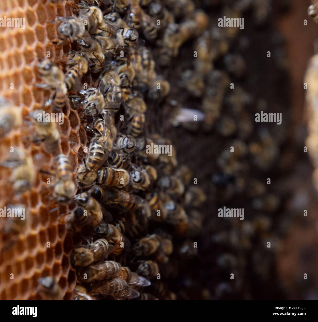 Honey bees on the home apiary. The technology breeding of honey bees Stock Photo Alamy