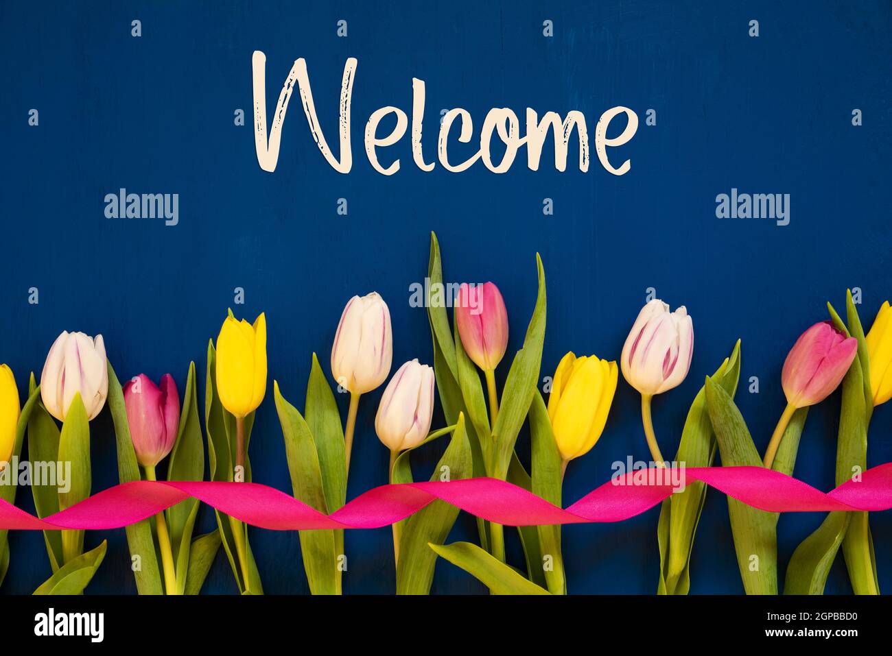 Colorful Tulip, Text Welcome, Ribbon, Blue Background Stock Photo - Alamy