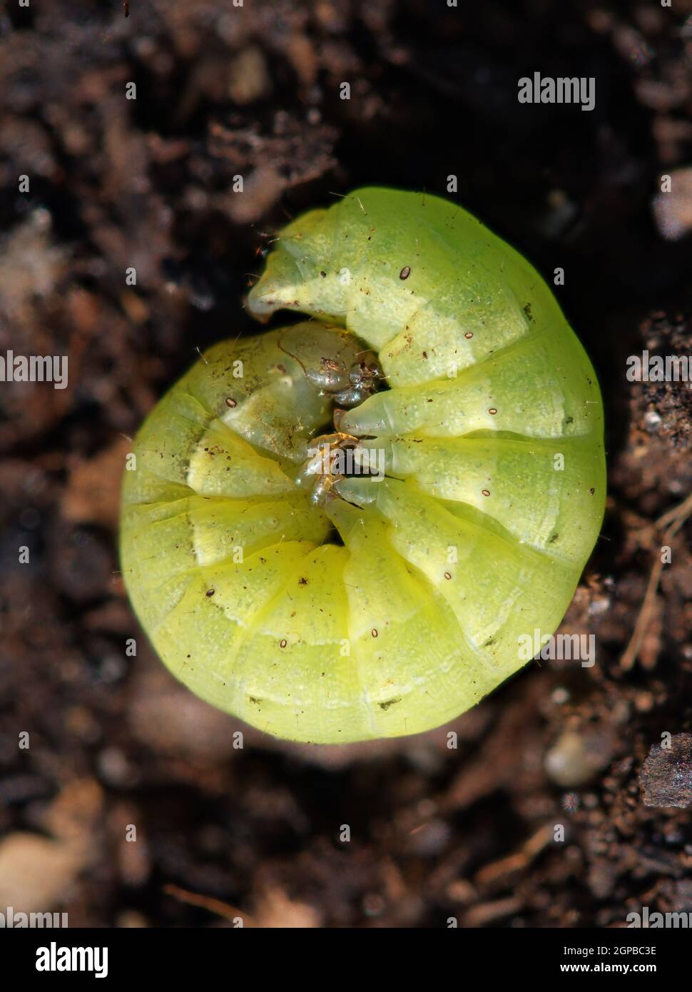 Green variety Caterpillar of Large Yellow Underiwng Moth Stock Photo