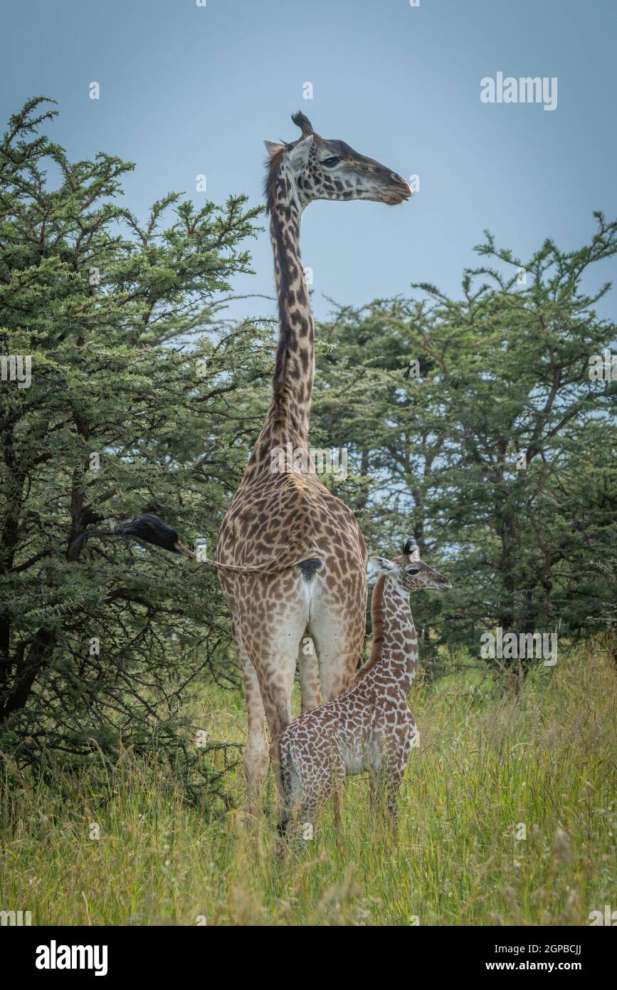 Masai giraffe and baby stand amongst bushes Stock Photo - Alamy
