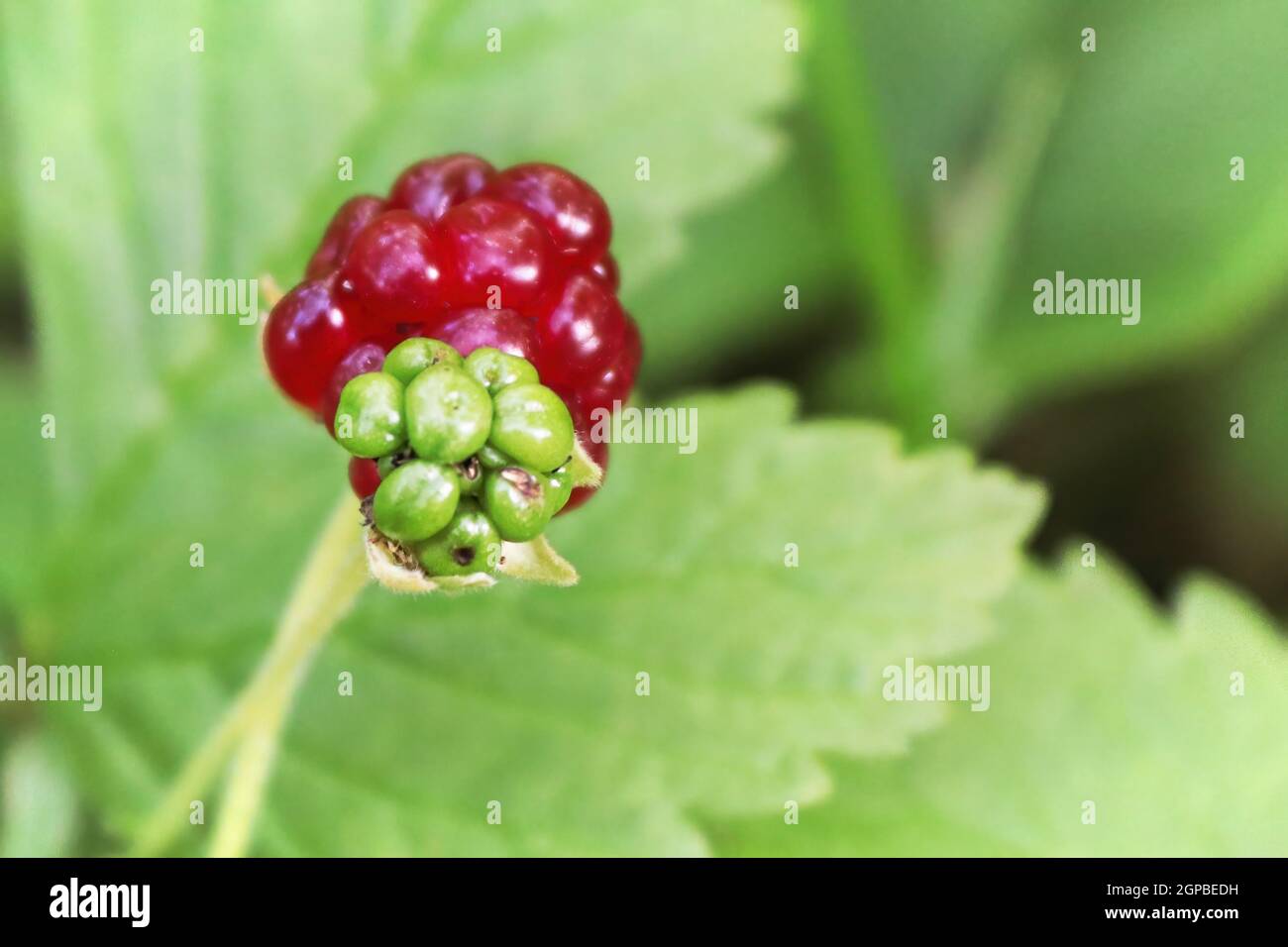 Dwarf Raspberry Stem Tiny dwarf wild raspberries grow on the forest floor Stock Photo - Alamy