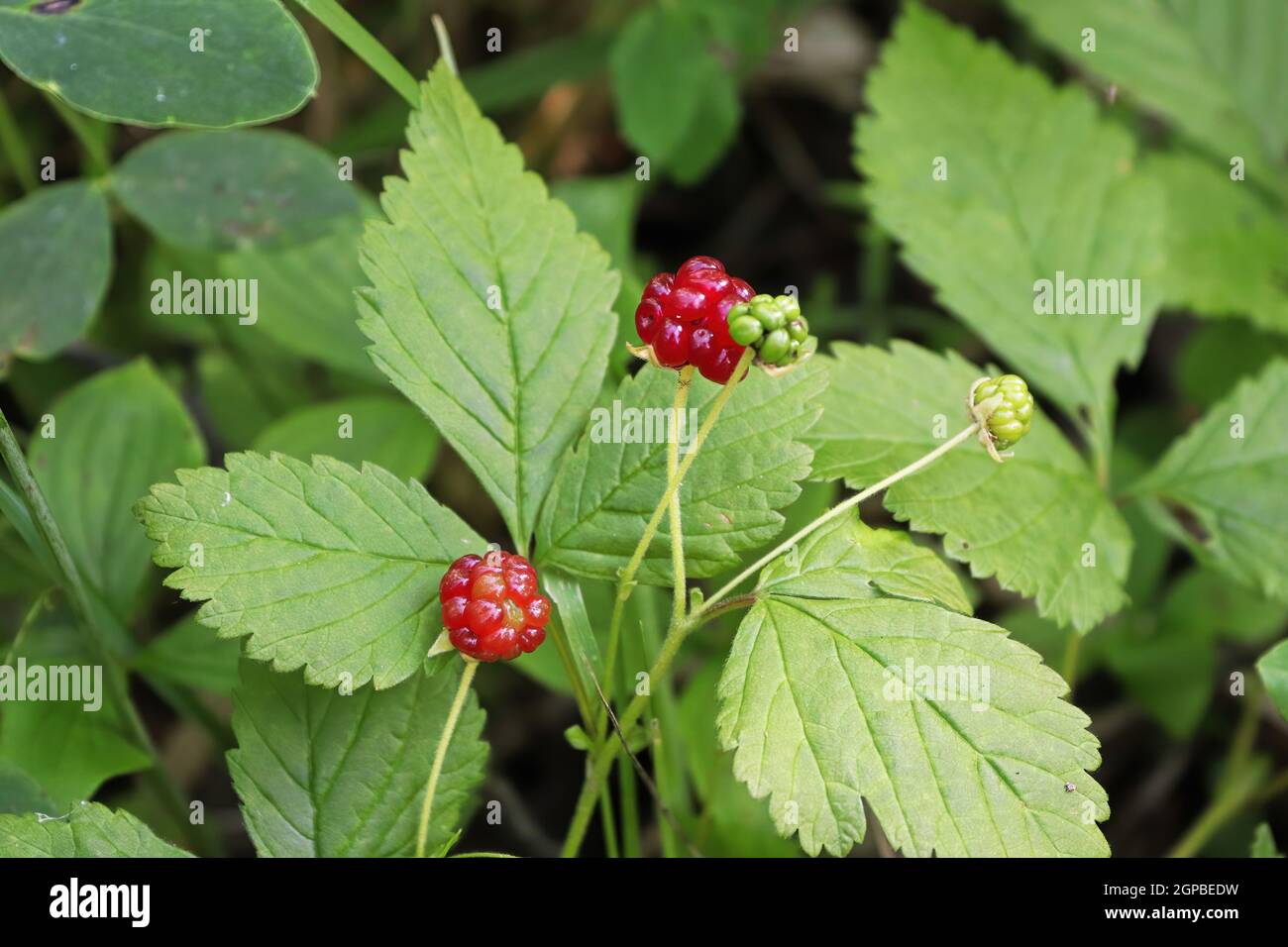Tiny dwarf wild raspberries grow on the forest floor Stock Photo Alamy