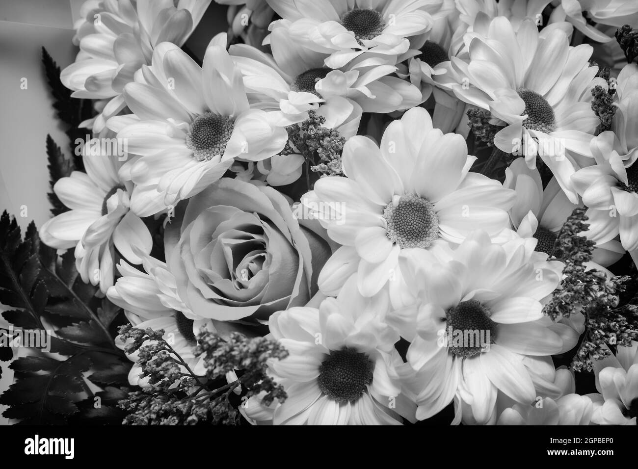 Beautiful white chrysanthemum in a bouquet among other flowers. Presented close-up. Stock Photo