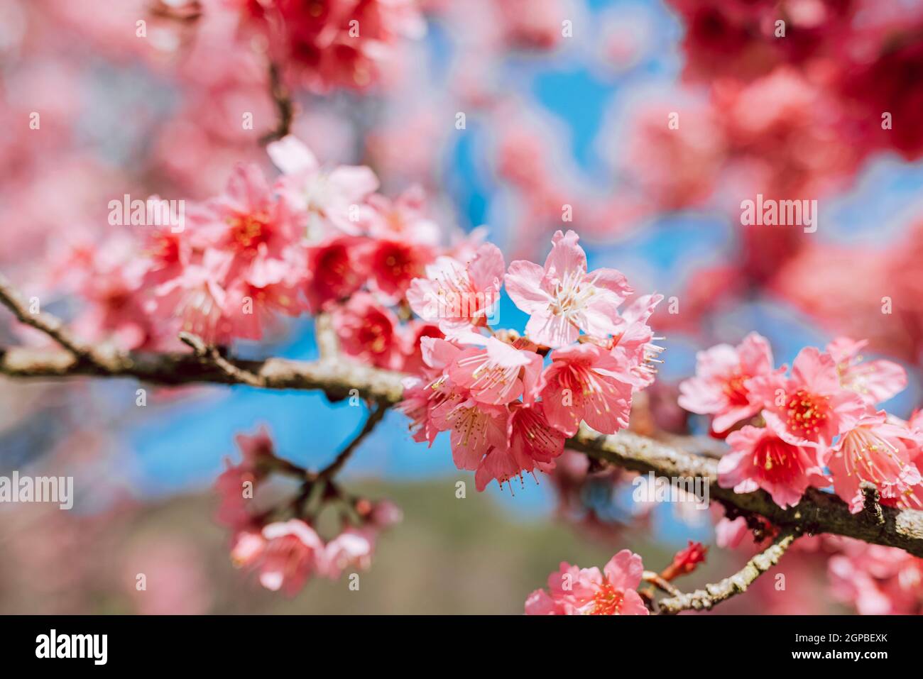 Pink sakura flowers over blue sky background Stock Photo - Alamy