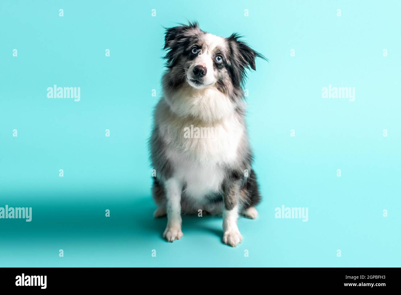 Grey mini australian shepherd cheap
