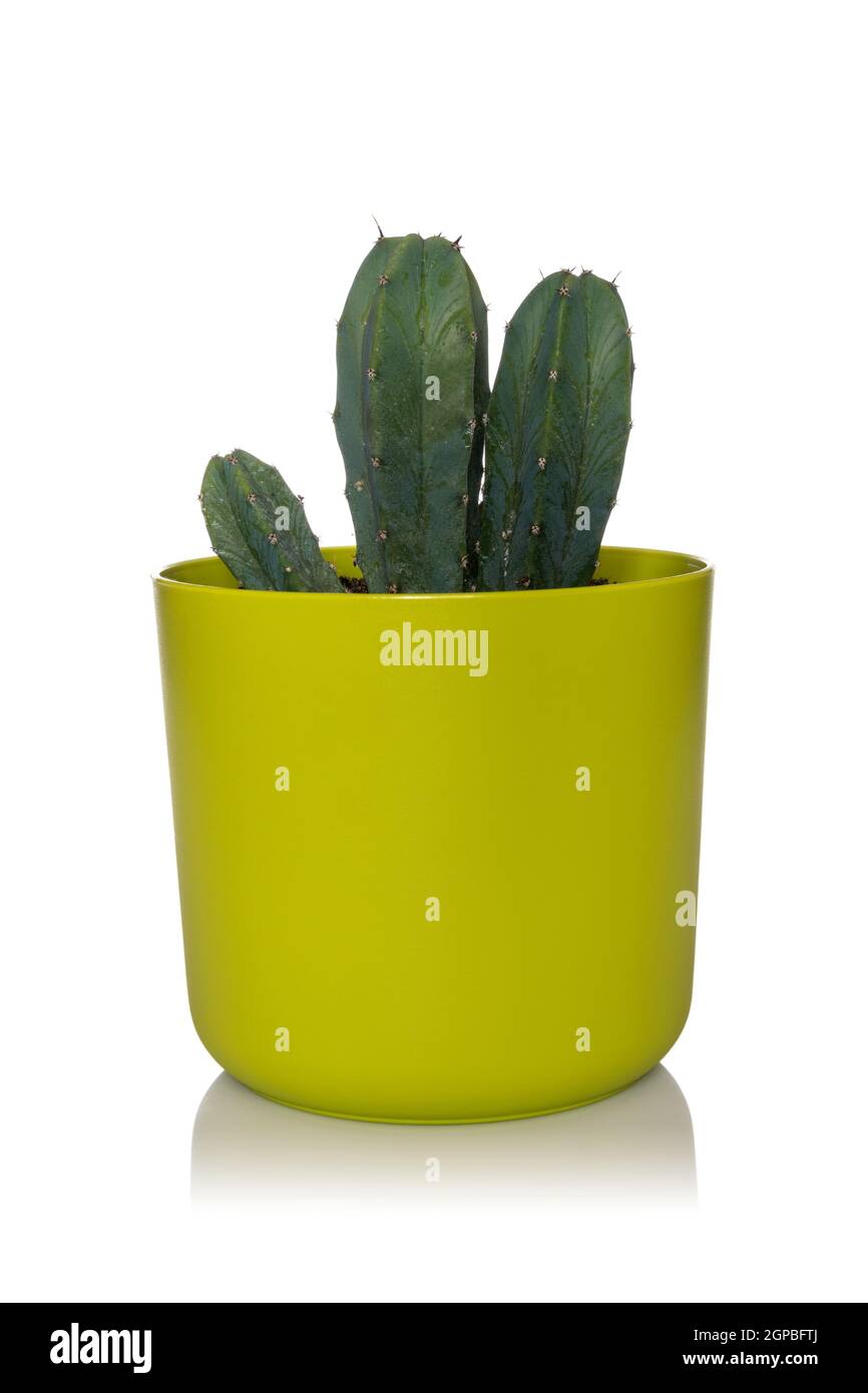 Cactus in green pot on white background Stock Photo - Alamy