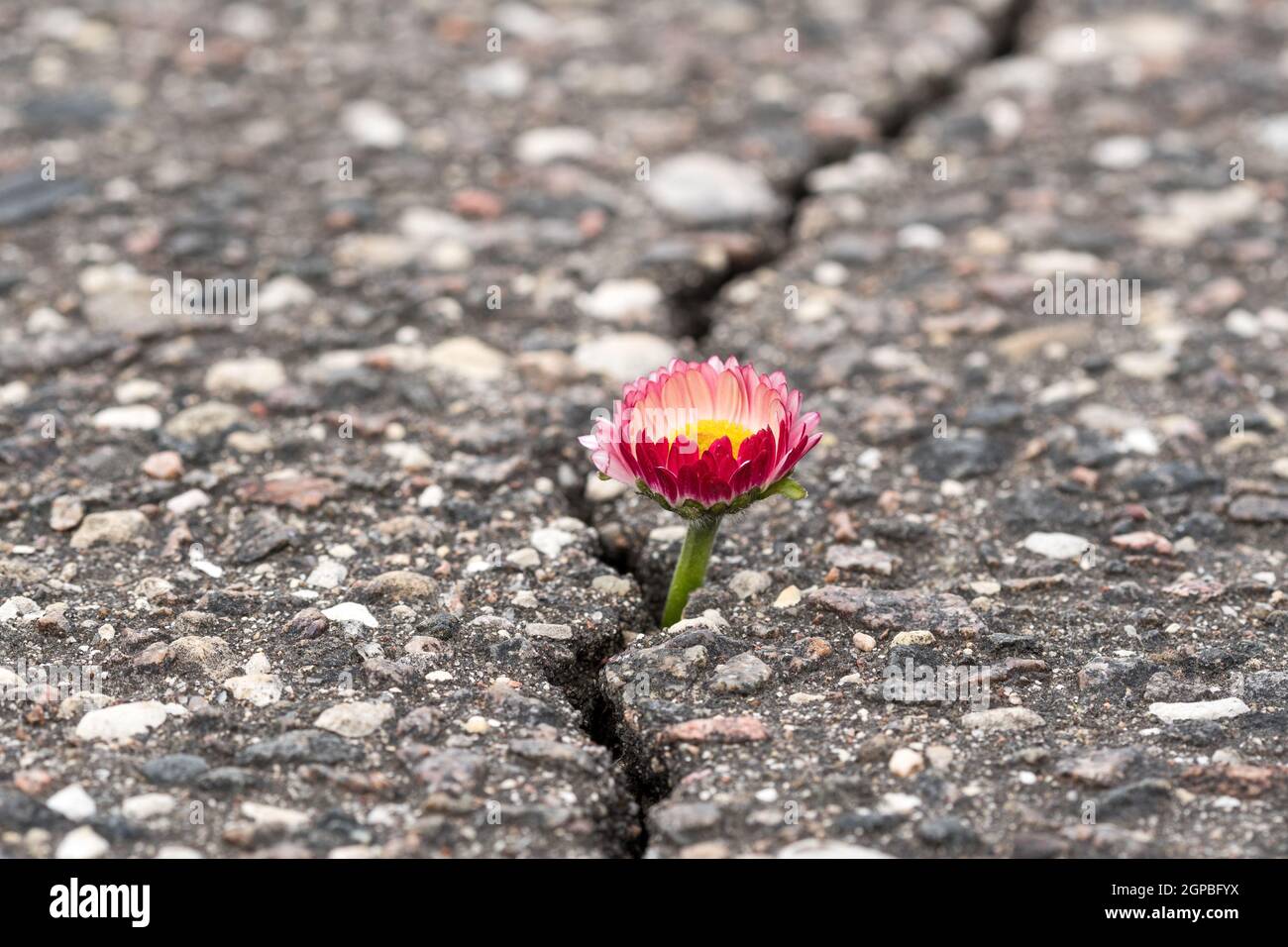 Spring flower growing on crack in old asphalt pavement Stock Photo - Alamy