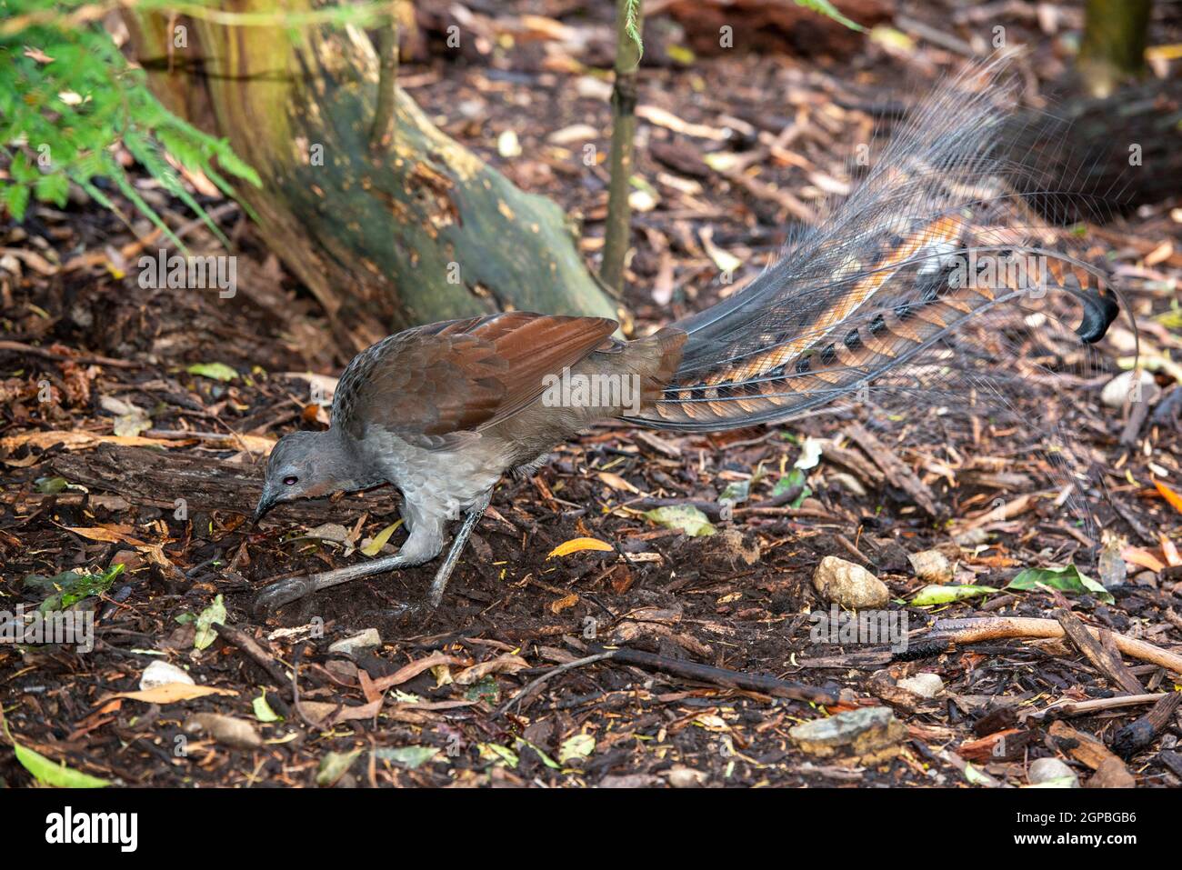 lyrebird scratching for insects in a Victorian rainforest, Australia. Stock Photo
