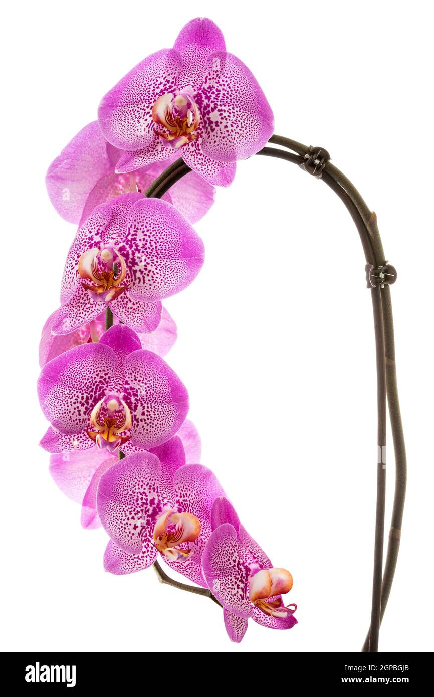 Beautiful pink orchid isolated on white background Stock Photo - Alamy