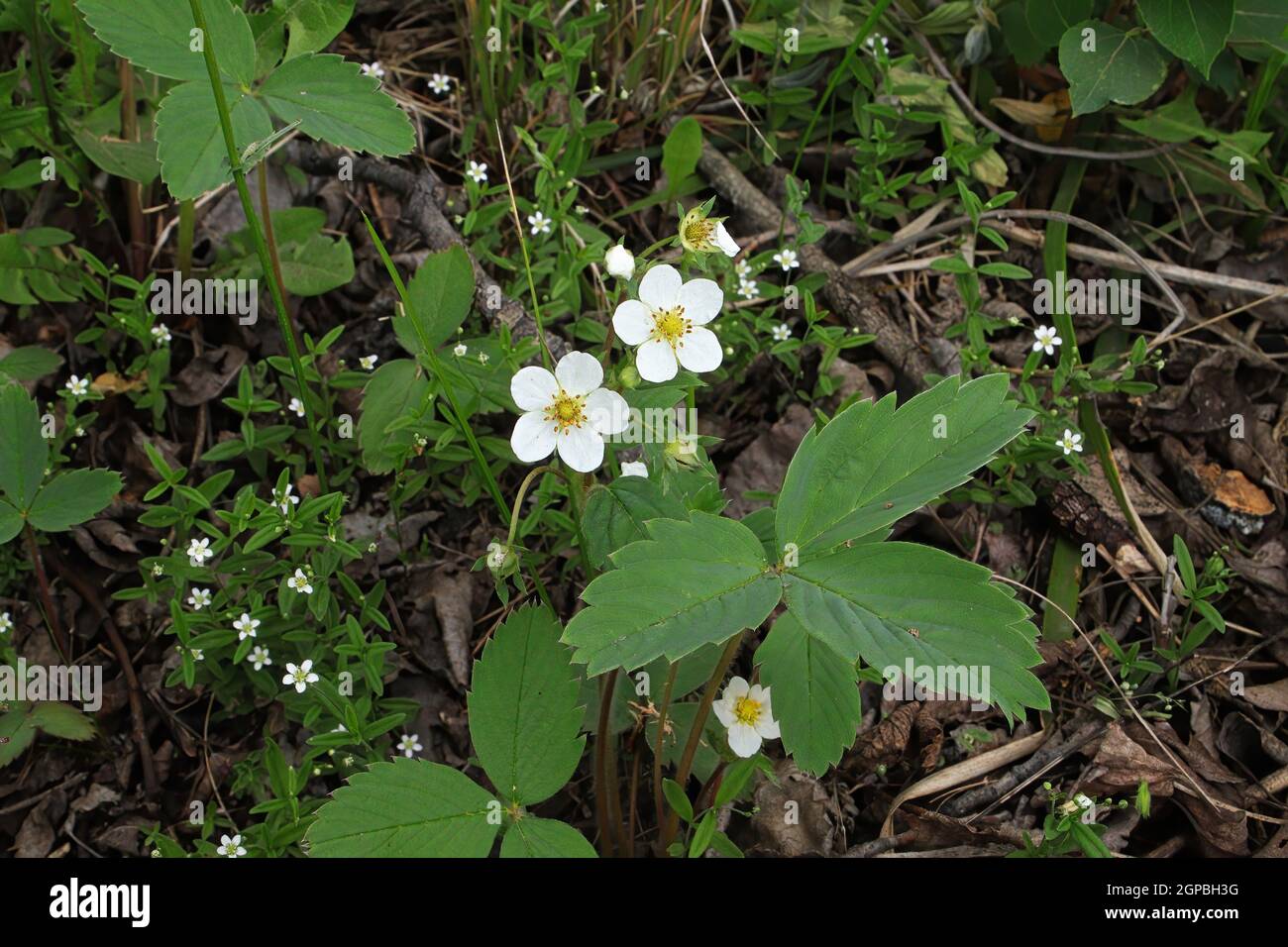 Wild strawberry plant flowers blooming in spring Stock Photo - Alamy