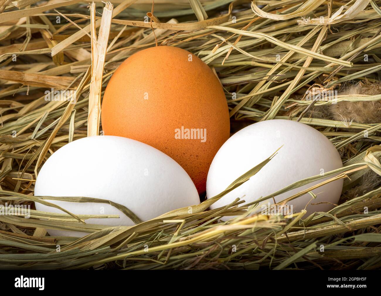 Three fresh chicken eggs in the nest of hay Stock Photo - Alamy