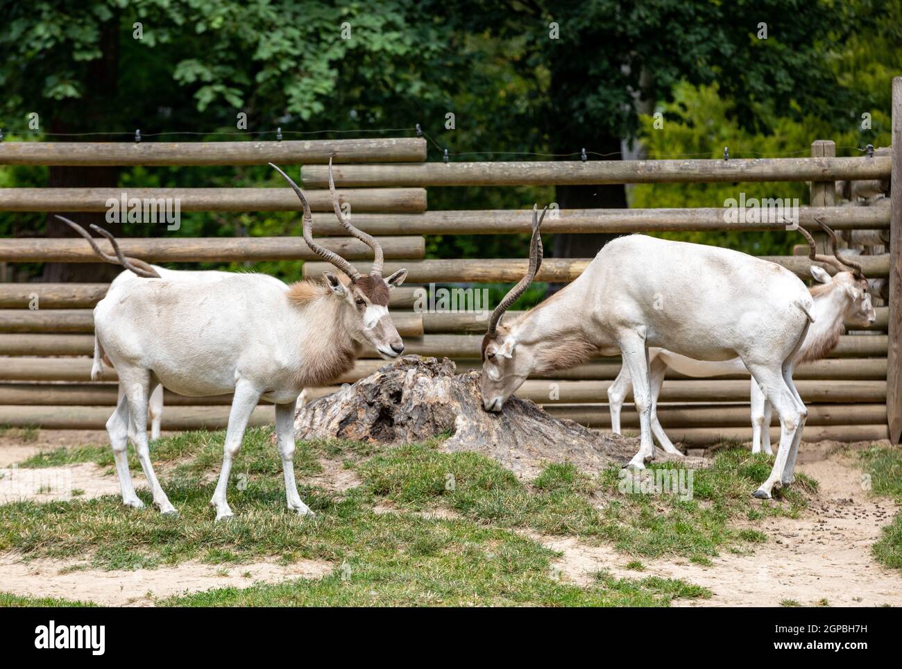 A herd of beautiful white antelopes addax Stock Photo