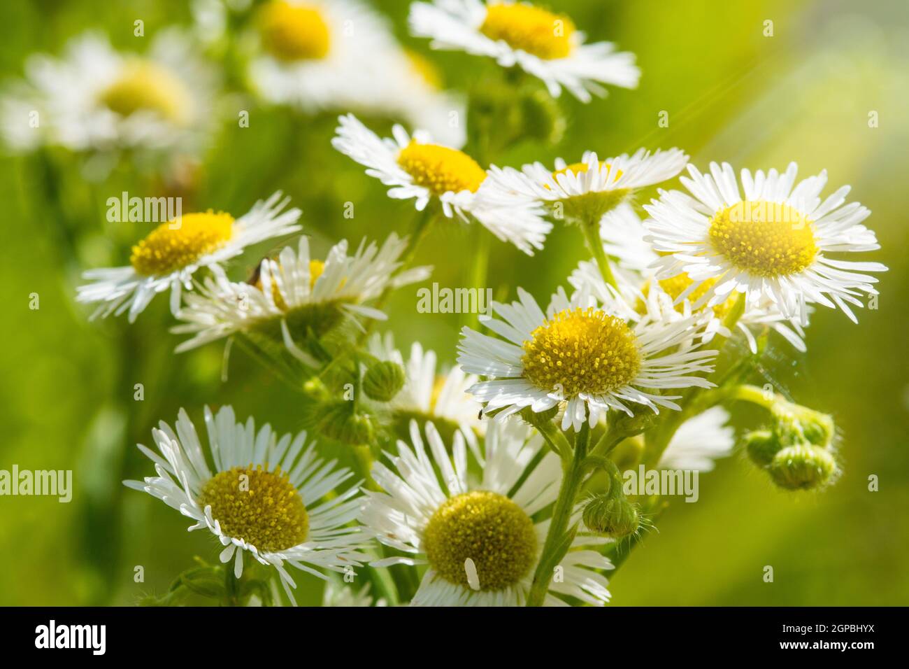 Chamomile flower field,Chamomile in the wild meadow Stock Photo - Alamy