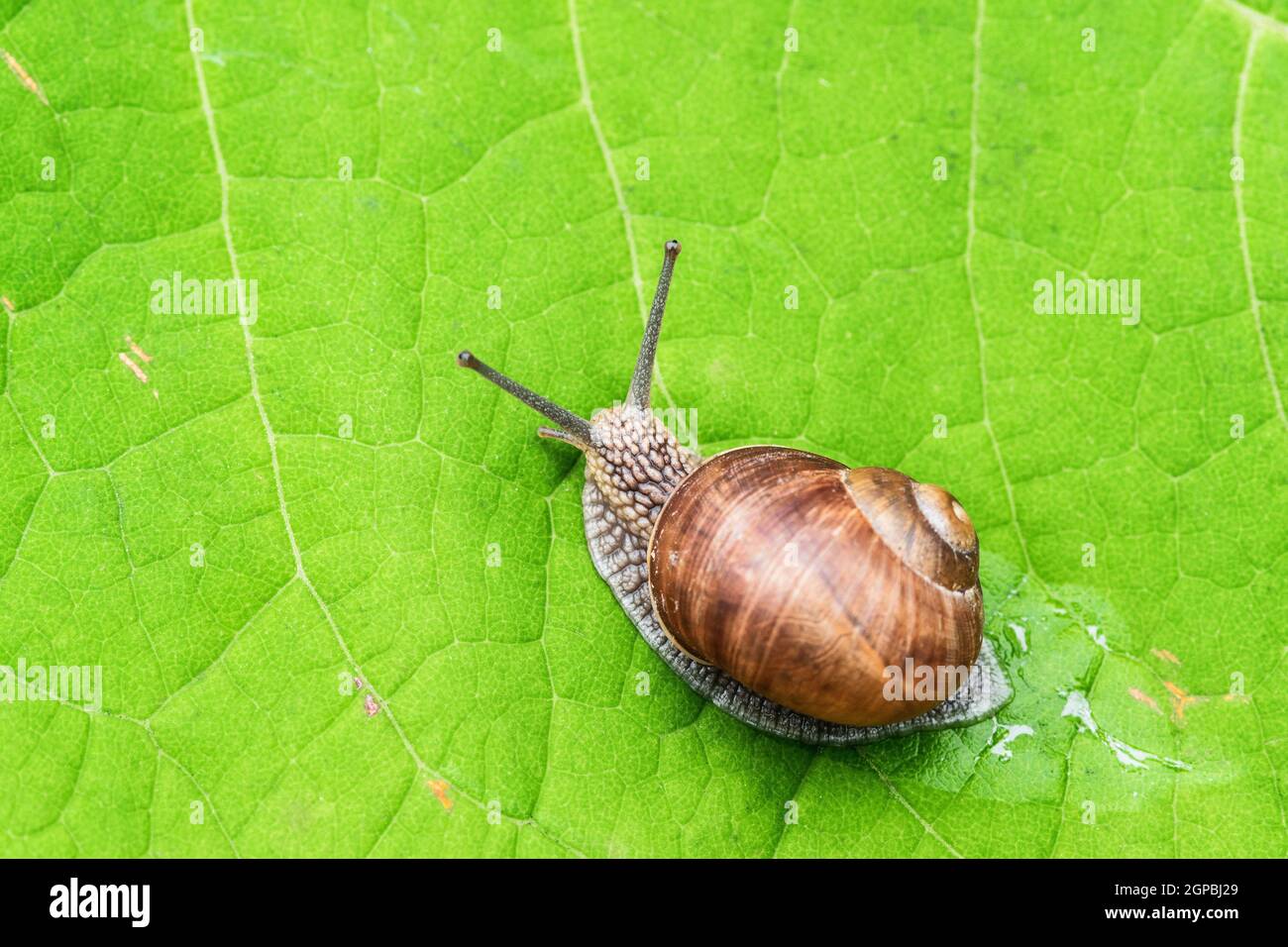 Snail crawling slowly on a green leaf Stock Photo - Alamy