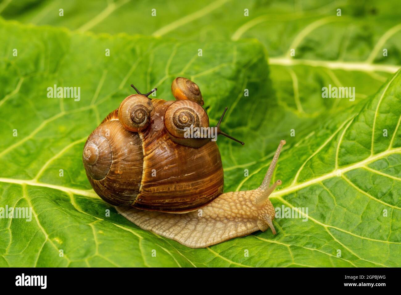 Snail family crawling on the leaf after rain Stock Photo - Alamy