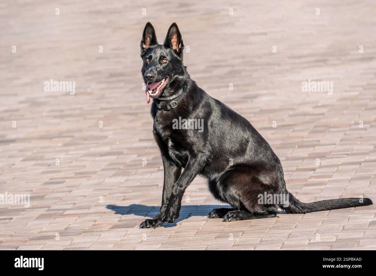 Black Shepherd Dog sitting on the pavement Stock Photo - Alamy