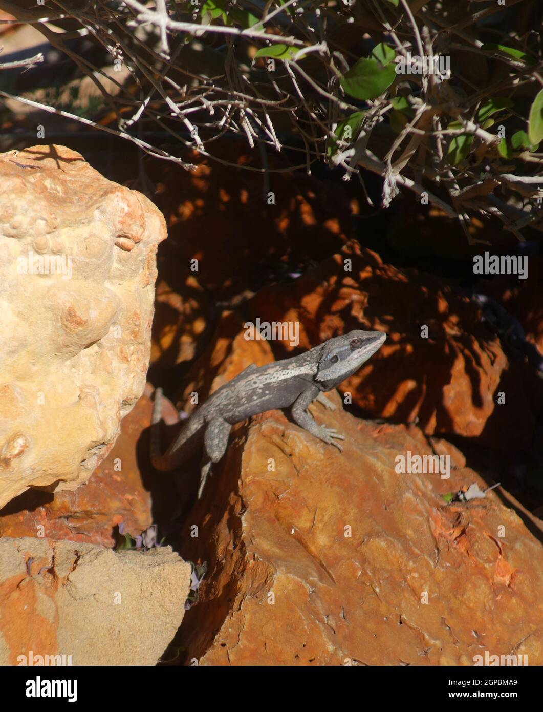 Gilbert's dragon (Lophognathus gilberti), Coral Bay, near Exmouth, Western Australia Stock Photo