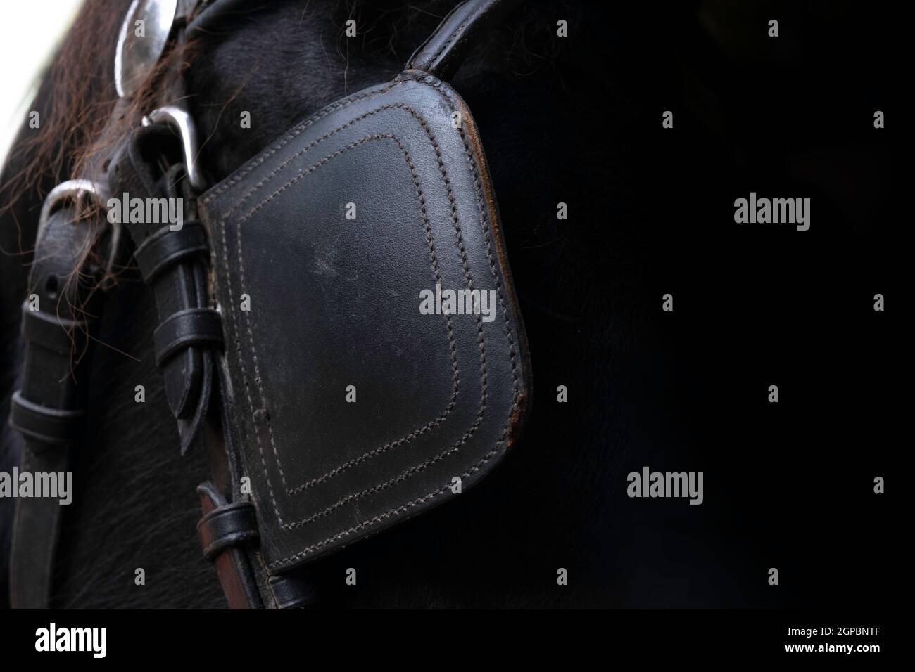 Detail of the head of a Friesian horse with leather blinkers. Blinders