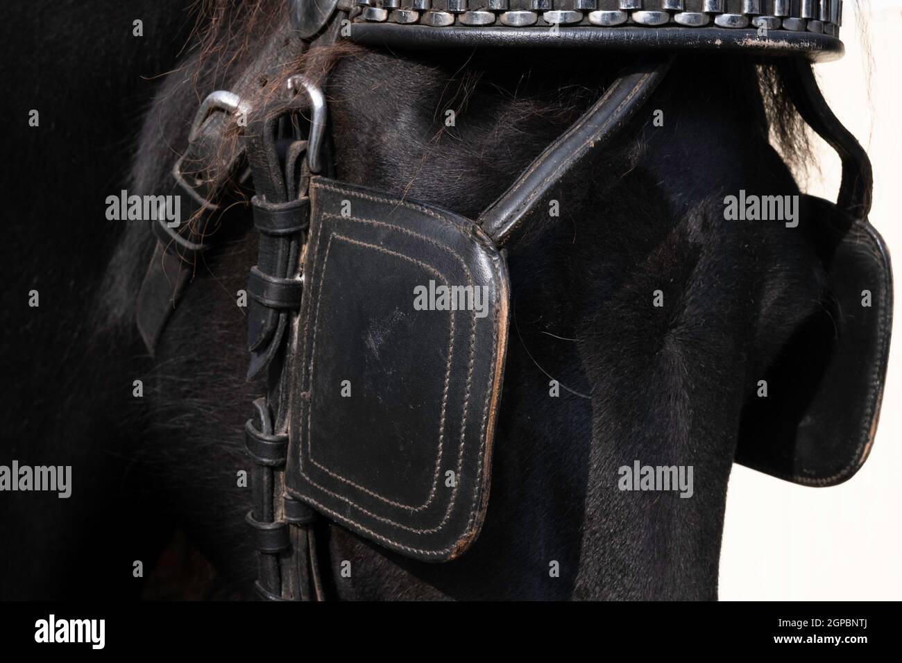 Upper part of a horse's head of a black Friesian horse with leather browband and blinkers. The blinker restrictes the field of vision Stock Photo