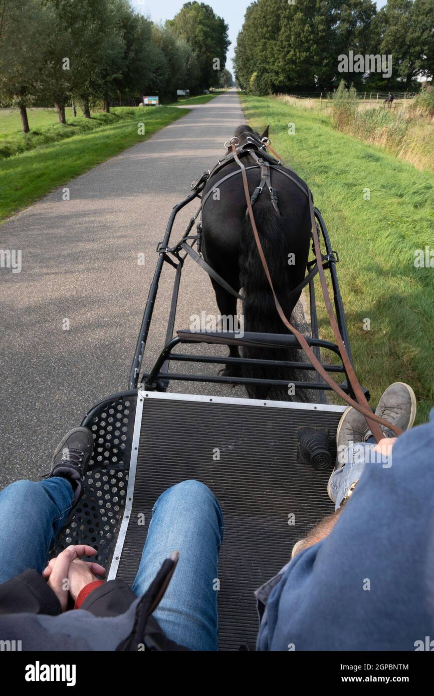 Harnessed black Friesian horse seen from behind while riding on the road. The coachman sits with a passenger on the box of the metal coach Stock Photo