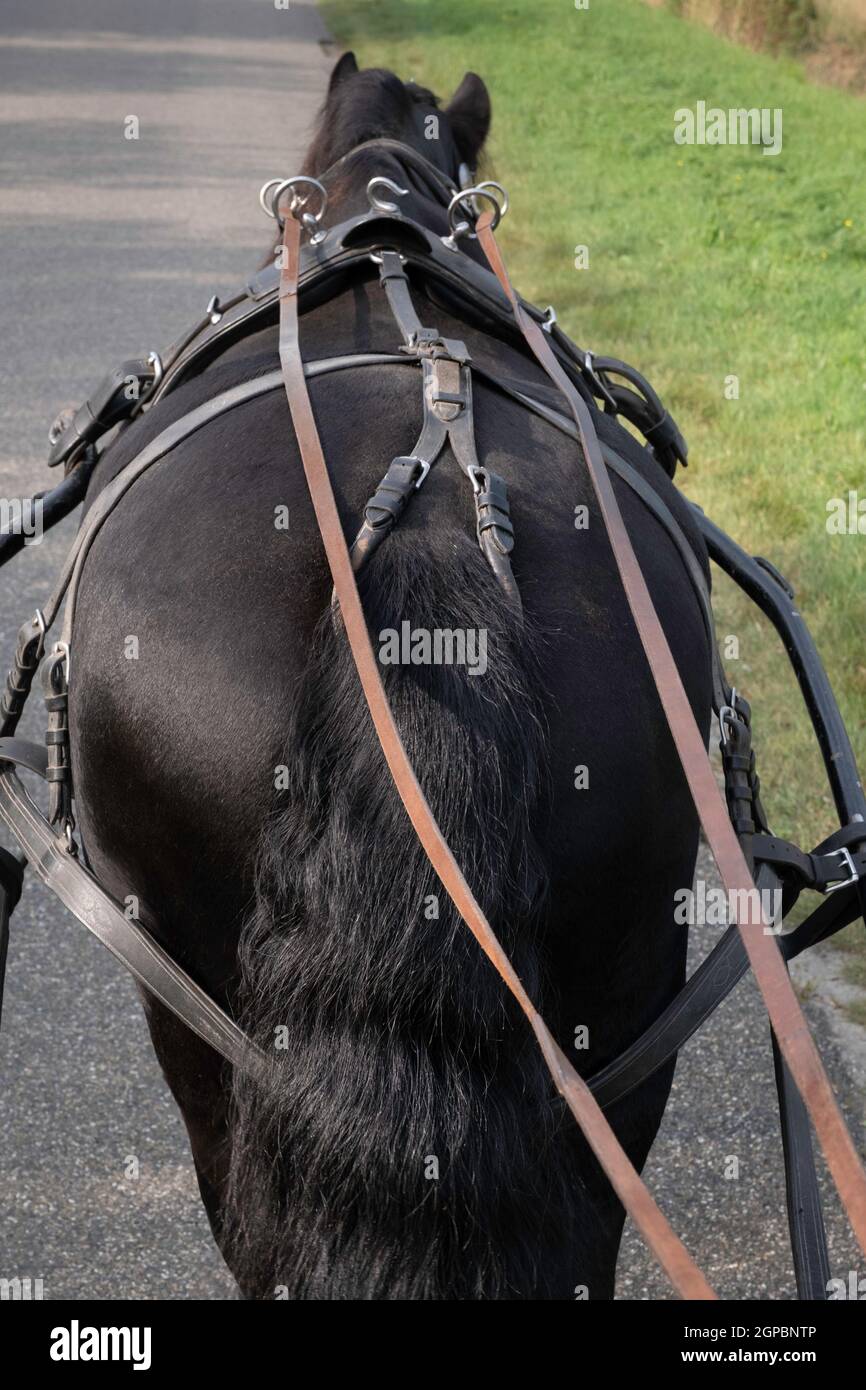 Harnessed black Friesian horse seen from behind while riding through the forest on a asphalt road. The reins run through round iron rings to the coach Stock Photo