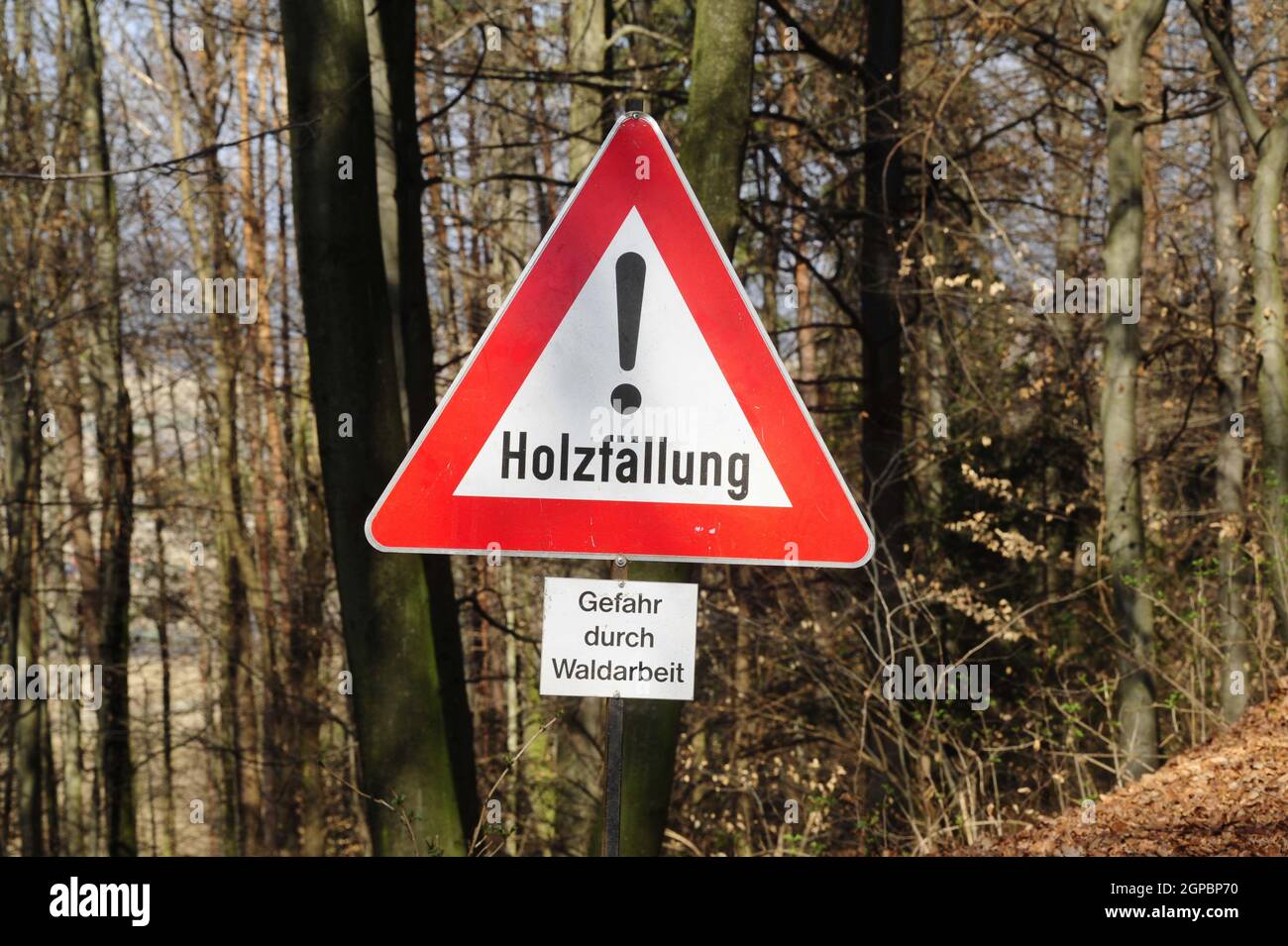 restricted area sign during woodcutting and logging in the forest Stock ...