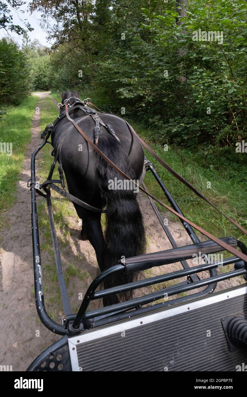 Harnessed black Friesian horse seen from behind while riding through the forest on a sandy path. Reins run through round iron rings to the coachman Stock Photo