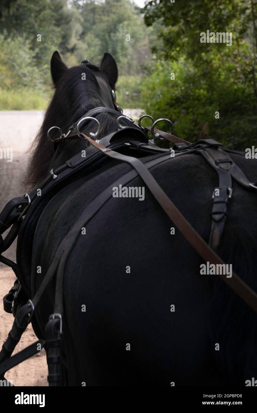 Black Friesian horse seen from behind while driving through the forest. Focus on the iron rings through which the reins run to the carriage Stock Photo