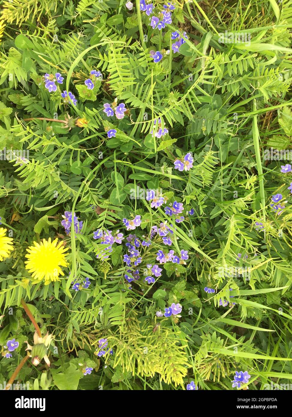 Scenic view of Germander speedwell flowers with green leaves Stock Photo