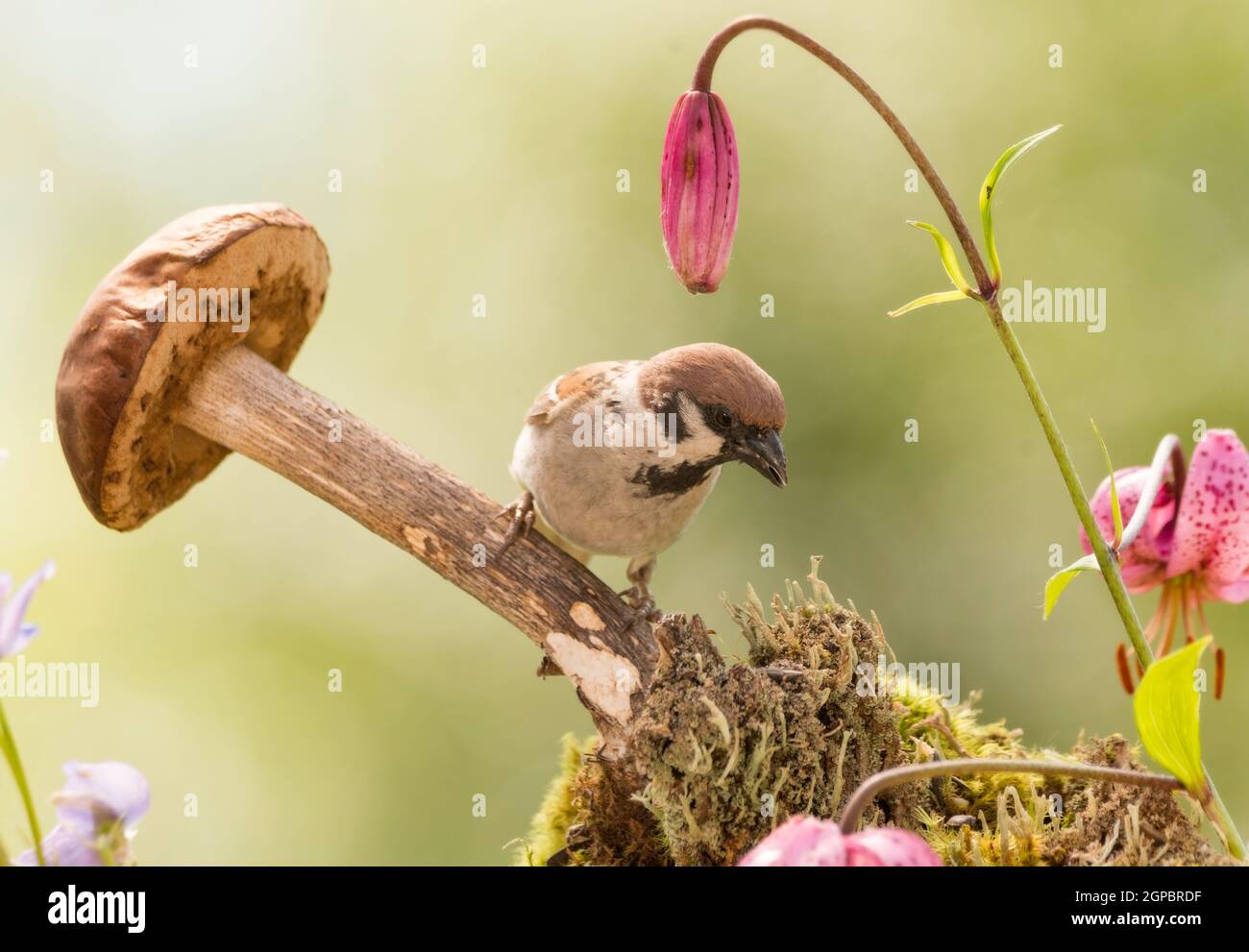 sparrow standing on mushroom with flower bud above Stock Photo