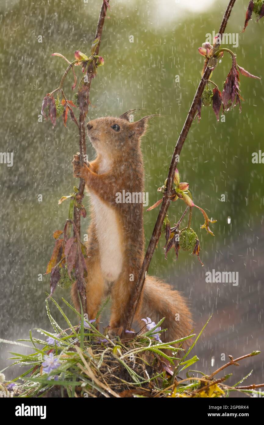 close up of  red squirrel  holding branches in the rain Stock Photo
