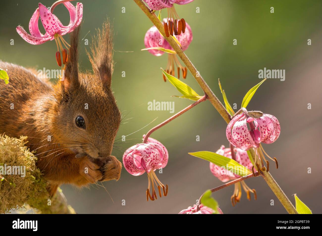 red squirrel standing with lily flowers    in sunlight looking down Stock Photo