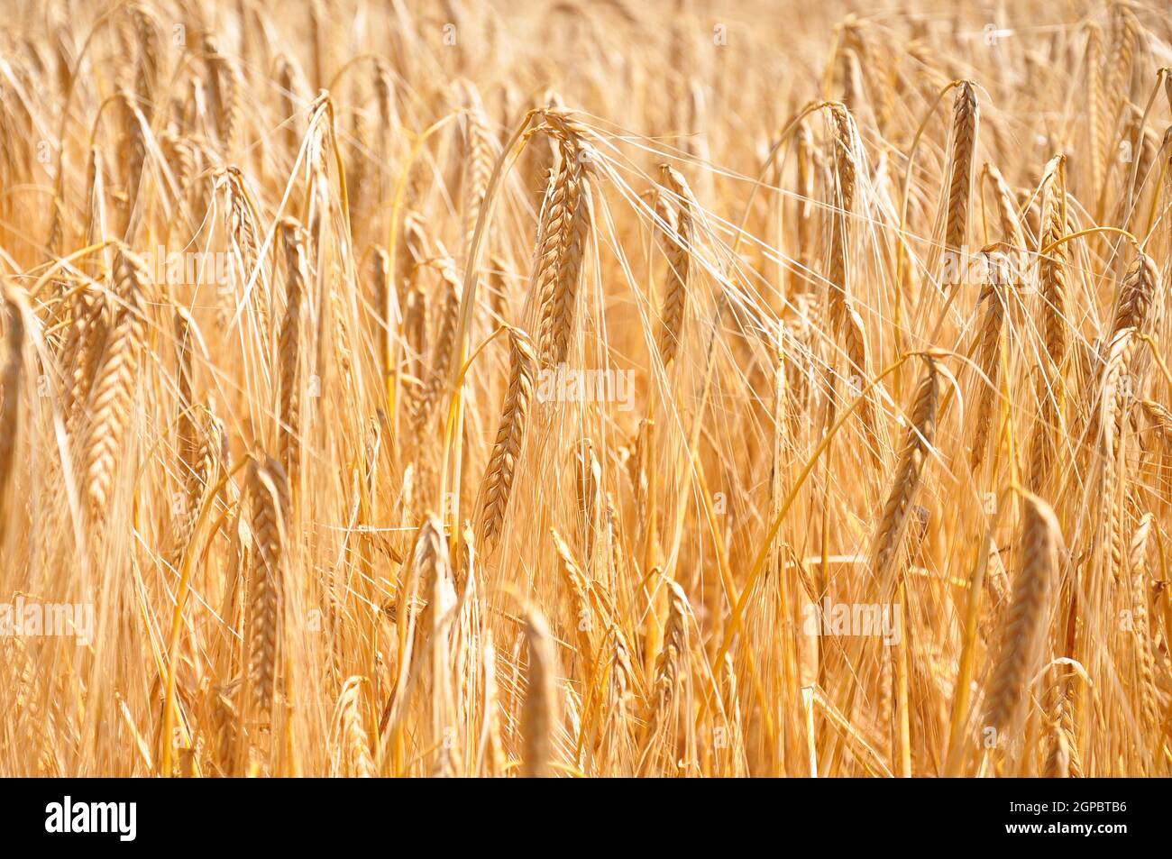 Fully ripe hi-res stock photography and images - Alamy