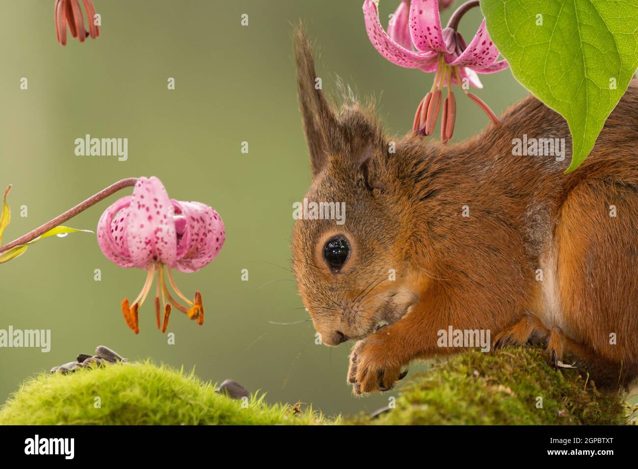 red squirrel standing with lily flowers looking down Stock Photo