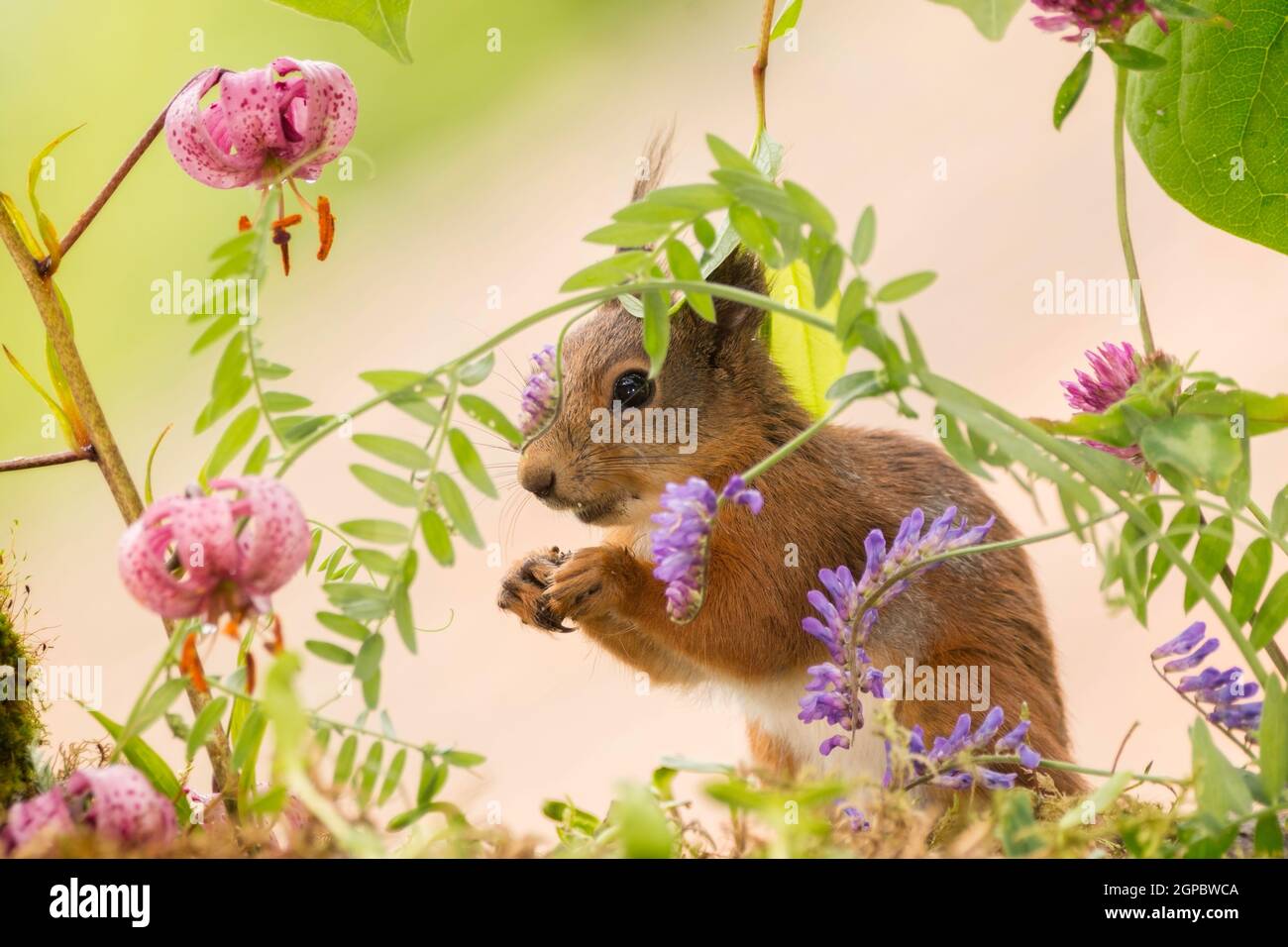 red squirrel standing and surrounded with lily and other flowers Stock Photo