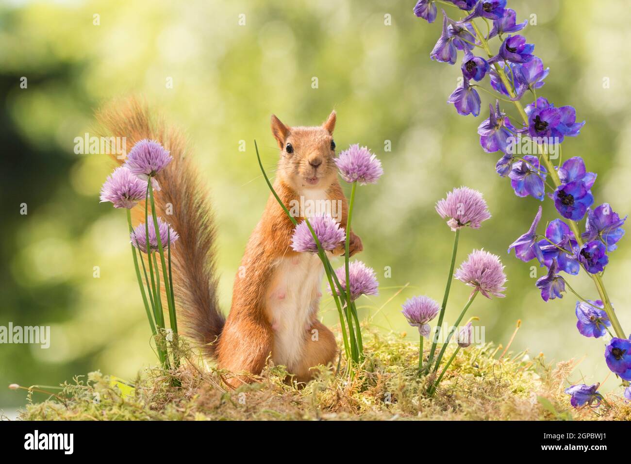 red squirrel standing with flowers  in sunlight Stock Photo