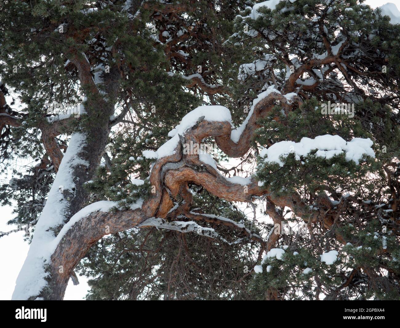 Pine Tree branch and snow in Inari in Finland Stock Photo