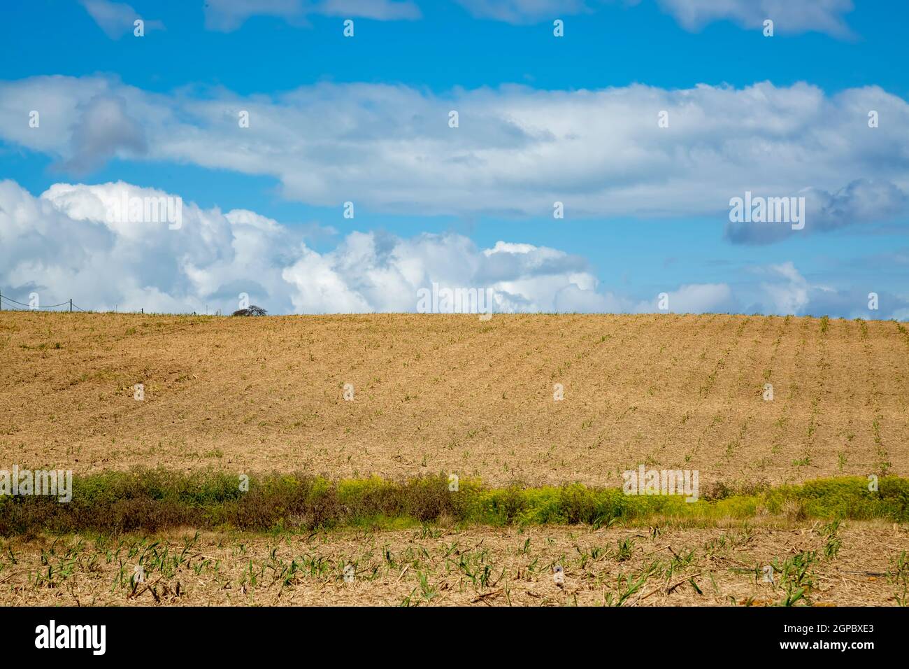 Harvested sugar cane field against blue cloudy sky. Stock Photo