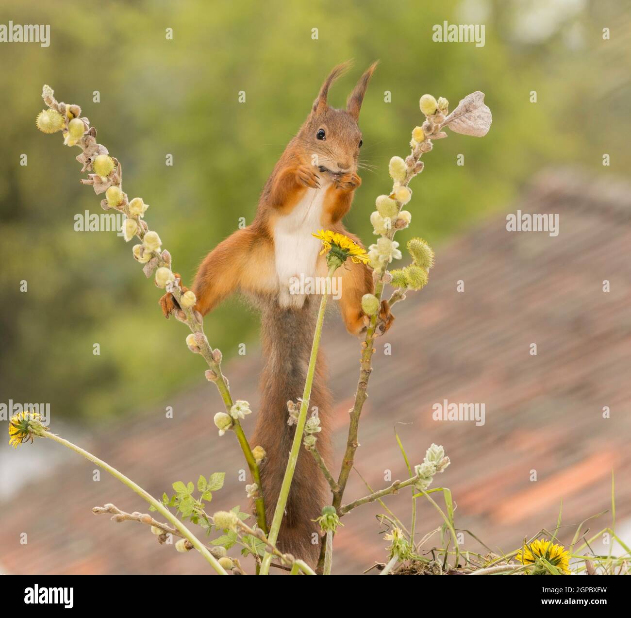 close up of  red squirrel  standing on  and between  branches with  mouth filled with seeds Stock Photo