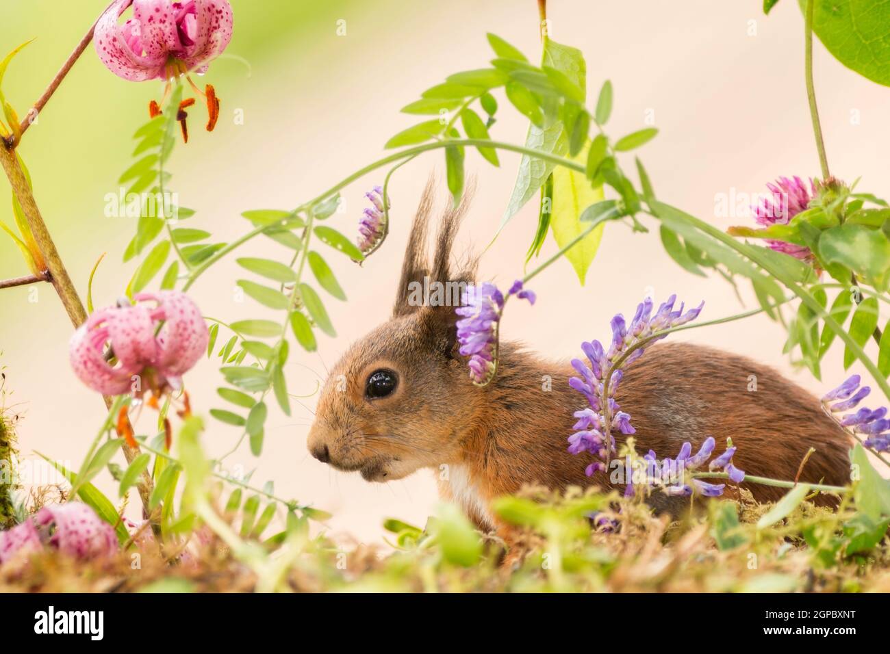 red squirrel standing with lily and other flowers    in sunlight Stock Photo