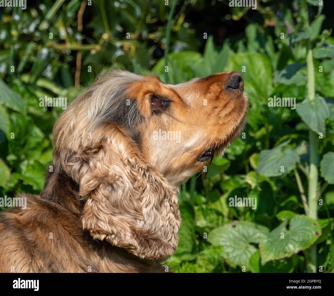 Sable colour English Show Cocker Spaniel looking up Stock Photo - Alamy