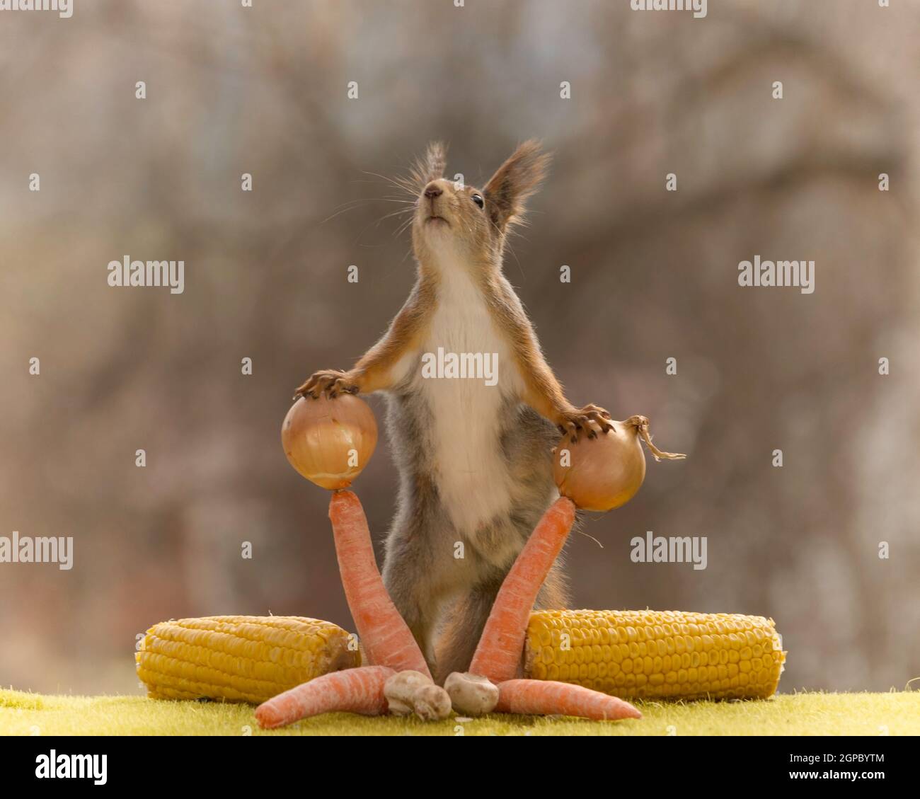 Red squirrel is holding an carrot hires stock photography and images