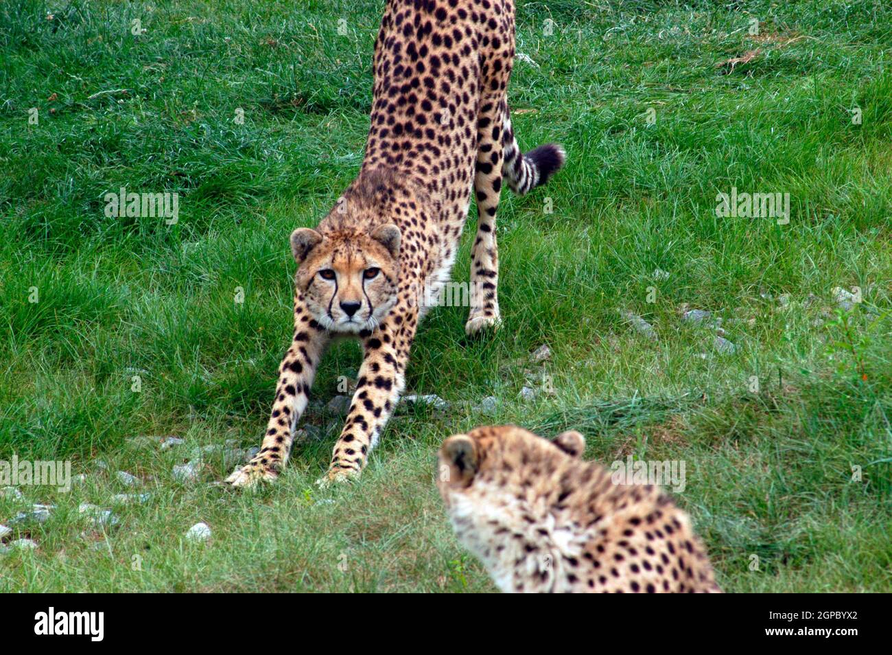 cheetahs at an animal park, in an outdoor enclosure with green meadow Stock Photo