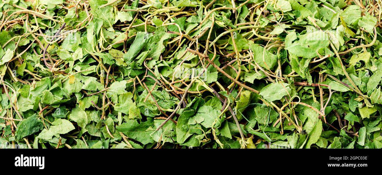 Orthilia secunda perennial medicinal plant popular in herbal medicine.Herb background Stock Photo