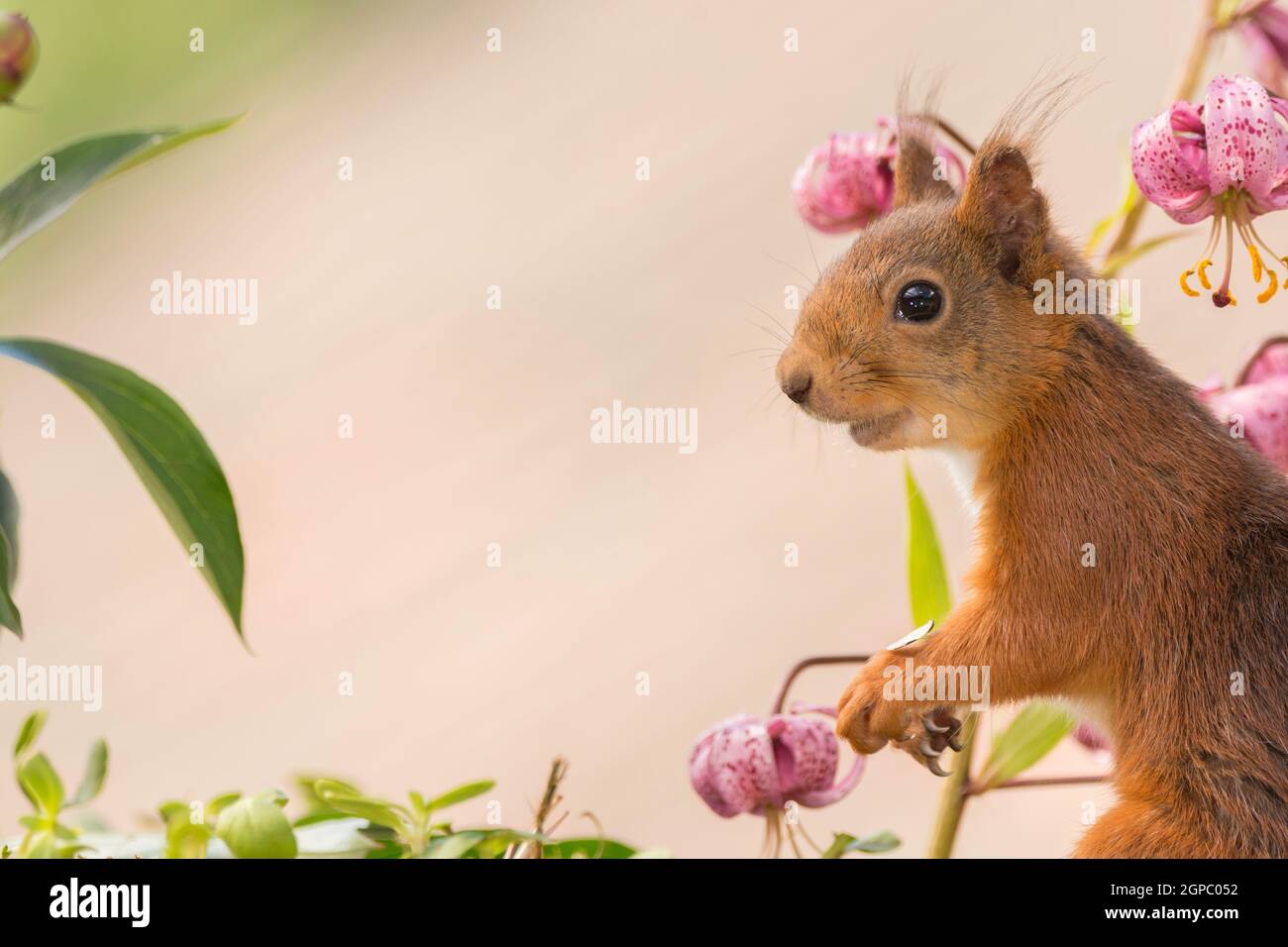 red squirrel standing with lily and leaves Stock Photo
